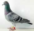 pigeon écaillé